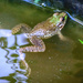 Frog in Pond  by marylandgirl58