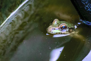3rd Aug 2019 - Pond Frog