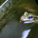 Pond Frog by marylandgirl58