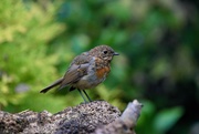 4th Aug 2019 - YOUNG ROBIN