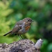 YOUNG ROBIN by markp
