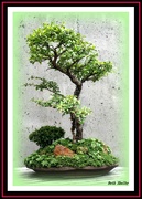 5th Aug 2019 - Back to the Bonsai