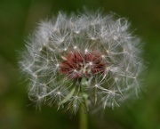 4th Aug 2019 - Luckily There Was Still A Dandelion ...._DSC7961