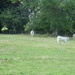 White cattle at Highgrove. by arthurclark