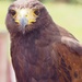 American hawk by jacqbb