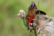 4th Aug 2019 - Peacock Butterfly