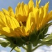 From seed, the first of this years' sunflowers! by darrenboyj