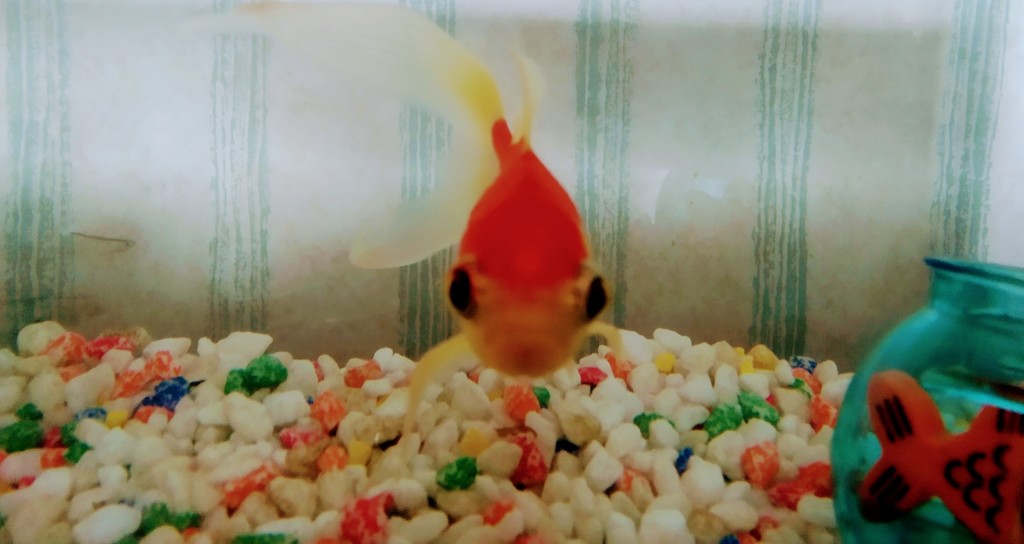 Rupert champion of the goldfish  by brennieb