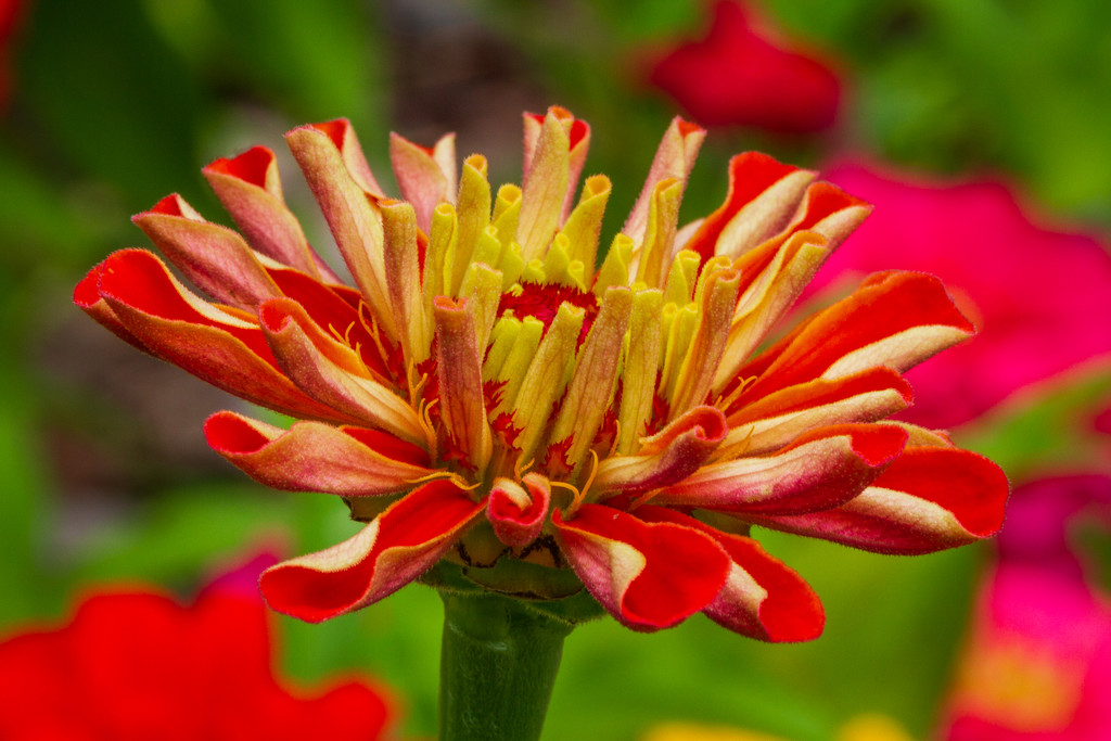 Red Flower Yellow Center by kvphoto