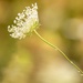 Delicate flower by shepherdmanswife