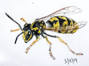 3rd Aug 2019 - Wasp