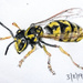 Wasp by harveyzone