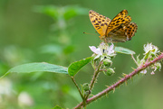 4th Aug 2019 - Silver Washed fritillary