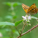 Silver Washed fritillary by rjb71