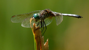 4th Aug 2019 - blue dasher wide