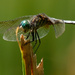 blue dasher wide by rminer