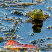4th Aug 2019 - frog with reflection