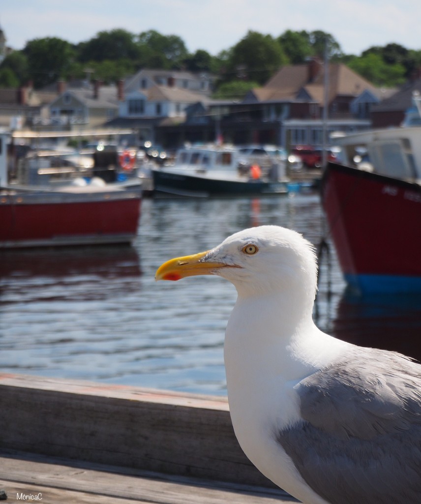 Seagull by monicac