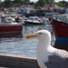 Seagull by monicac