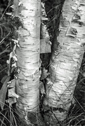 4th Aug 2019 - Two Birch