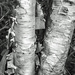 Two Birch by farmreporter