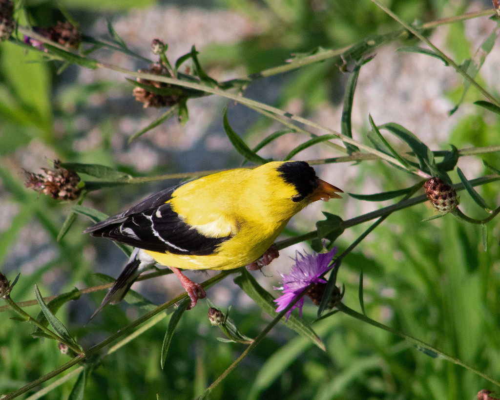 The Goldfinch by tdaug80