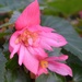 Begonia Tuberosa Funky Pink by sandlily