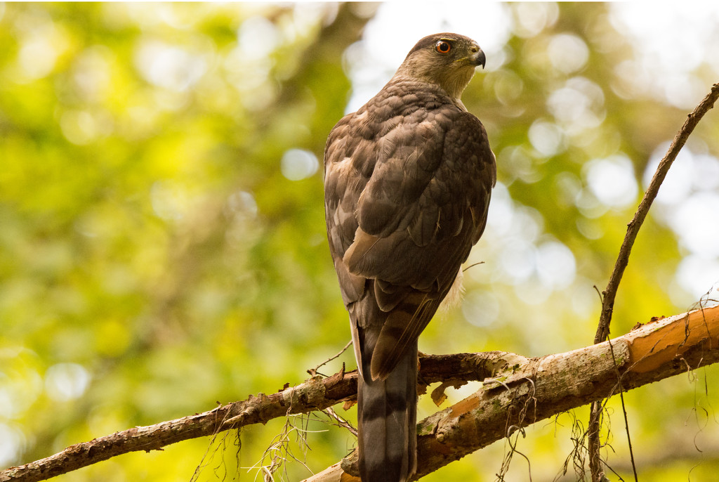 Sharp-Shinned Hawk! by rickster549