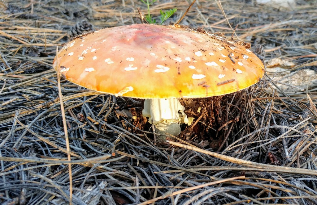 Colorful Mushroom by harbie