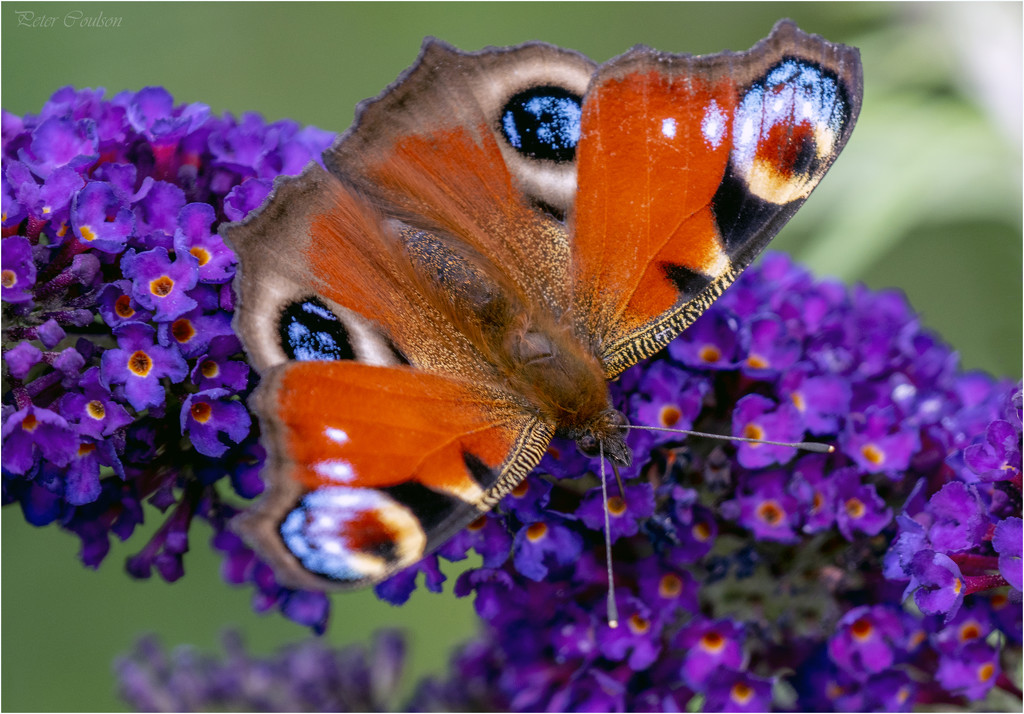 Peacock Butterfly by pcoulson
