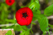 4th Aug 2019 - Red flower