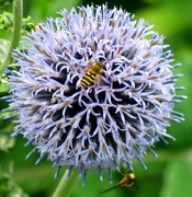 5th Aug 2019 - Hoverfly on an allium flower