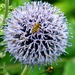 Hoverfly on an allium flower by fishers