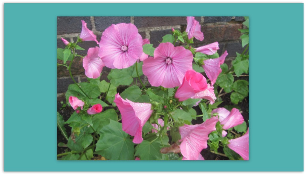 Pink petunias.Church garden. by grace55