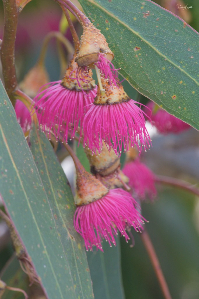 Eucalyptus Buds by kgolab