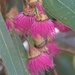 Eucalyptus Buds by kgolab
