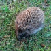 Hedgehog babe by padlock