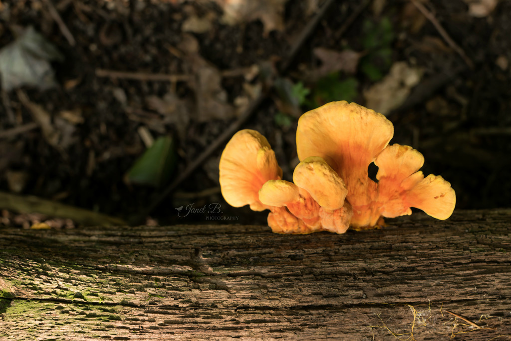 Chicken of the Woods by janetb