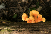 5th Aug 2019 - Chicken of the Woods