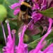 Bee on bergamot by 365projectmaxine