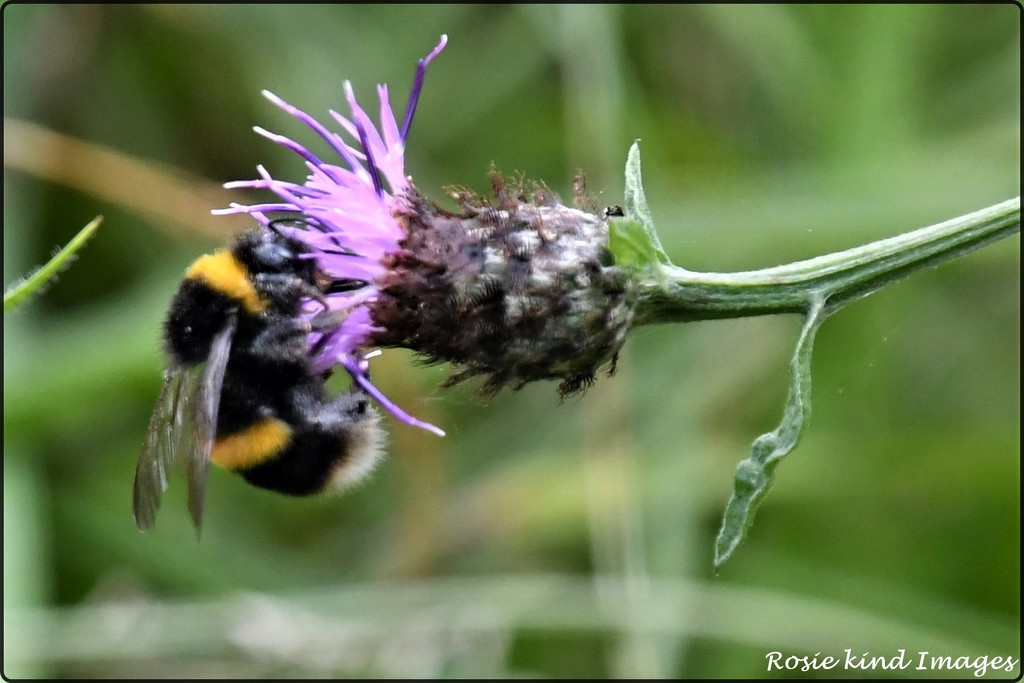 Bumble bee on the knapweed by rosiekind