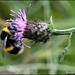 Bumble bee on the knapweed by rosiekind