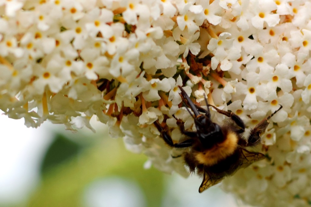 bee and buddleia by christophercox