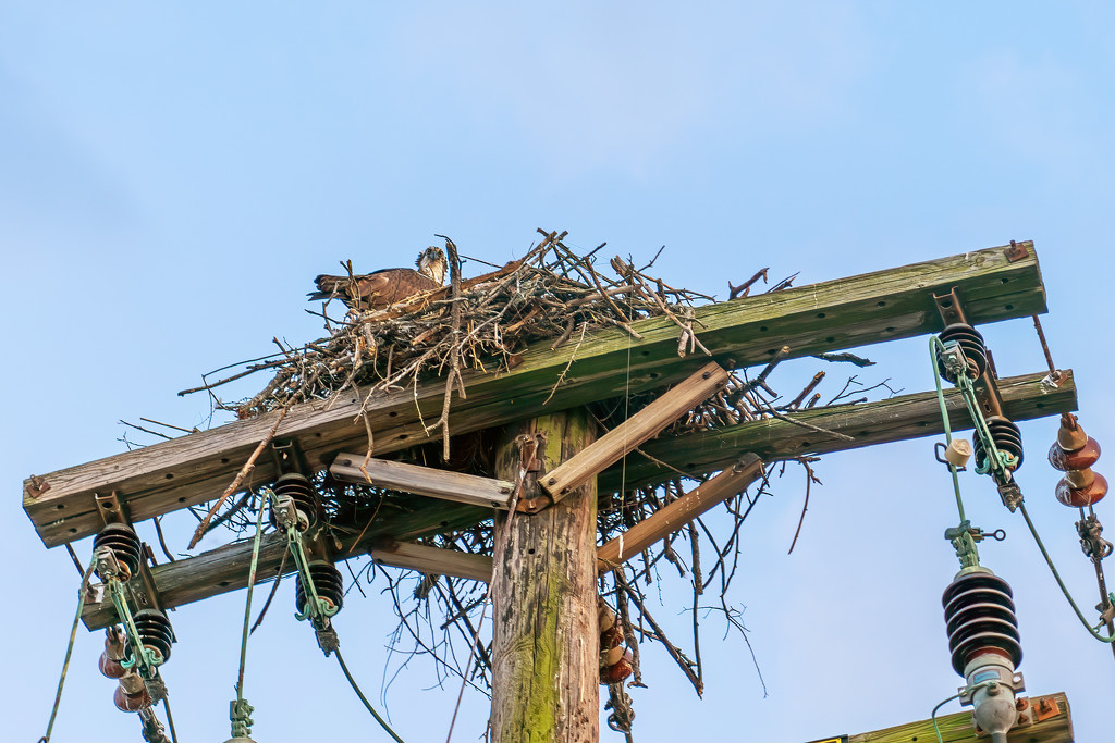 osprey nest by jernst1779