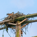 osprey nest by jernst1779