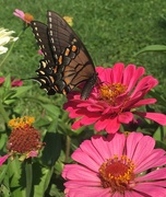 1st Aug 2019 - Zinnia - a favorite of the butterfly