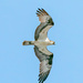 osprey in flight by jernst1779
