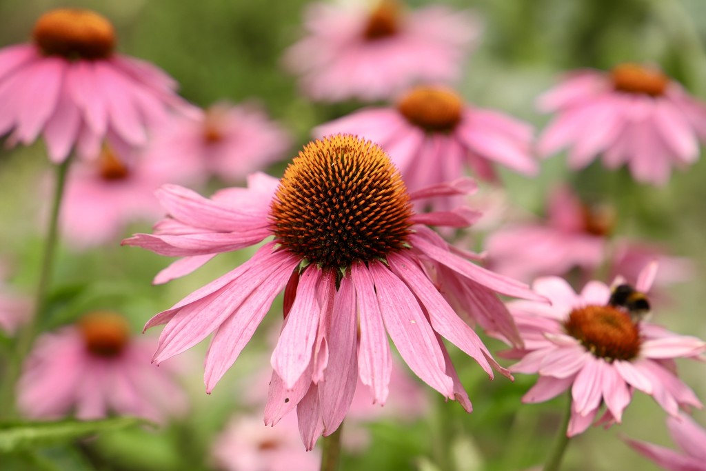 Pink Cone Flowers by carole_sandford