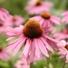 Pink Cone Flowers by carole_sandford