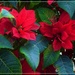 Red Poinsettia ~   by happysnaps